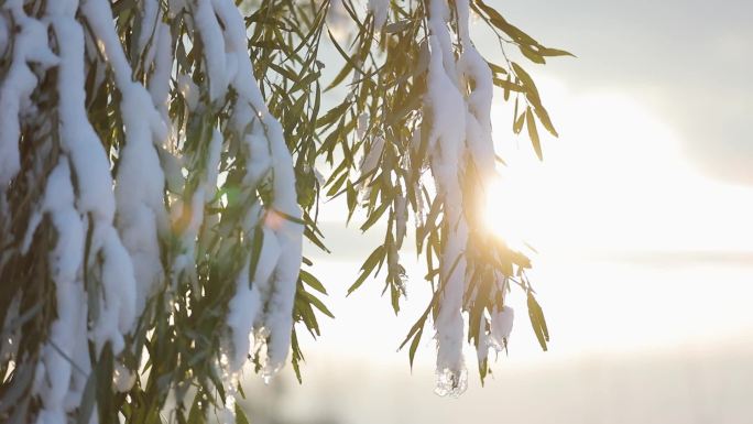 夕阳下覆盖积雪的柳树枝