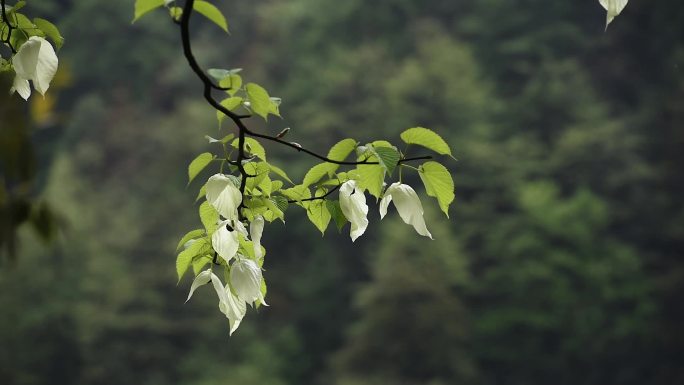 鸽子花珙桐树树林森林生态自然