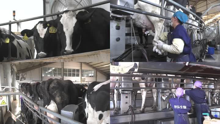 奶牛在挤奶厅挤奶