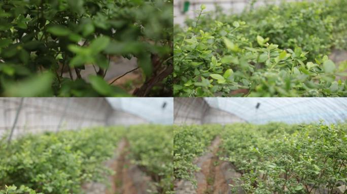 种植  蓝莓 大棚 乡村振兴 扶贫产业