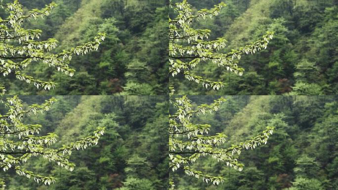 鸽子花珙桐树树林森林生态自然