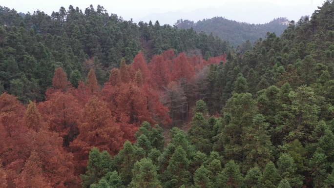 黄龙山秋色秋天红叶山脉风景航拍A020