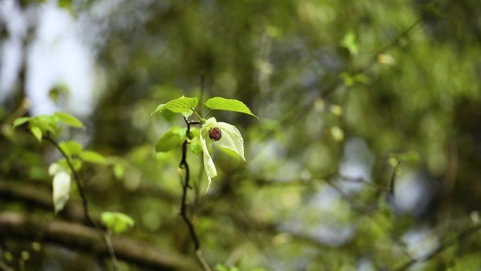 万亩生态鸽子花林