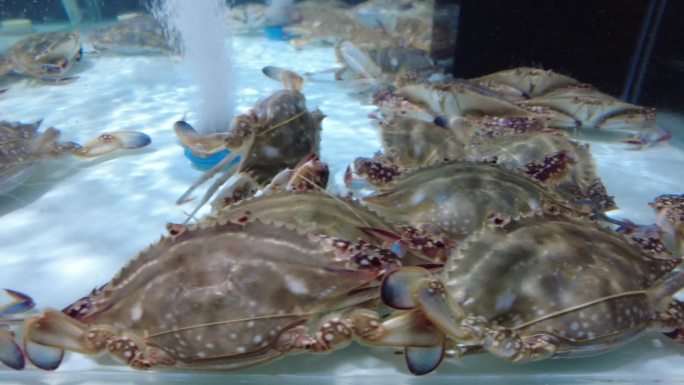 超市海鲜 梭子蟹