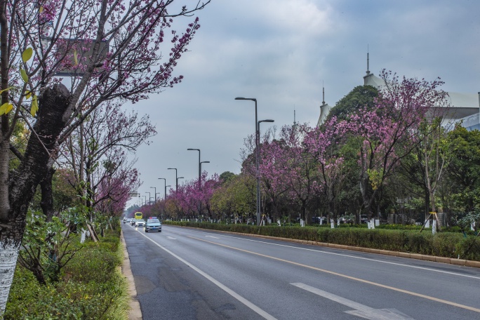 云南昆明海埂边公路樱花公路街道延时