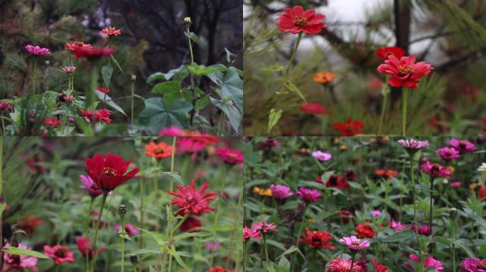 北方野花 格桑花