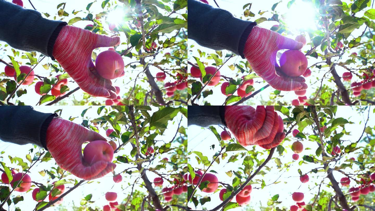 果园果农采摘果树上的大红苹果06