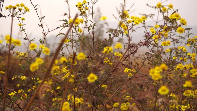 山上野花菊花