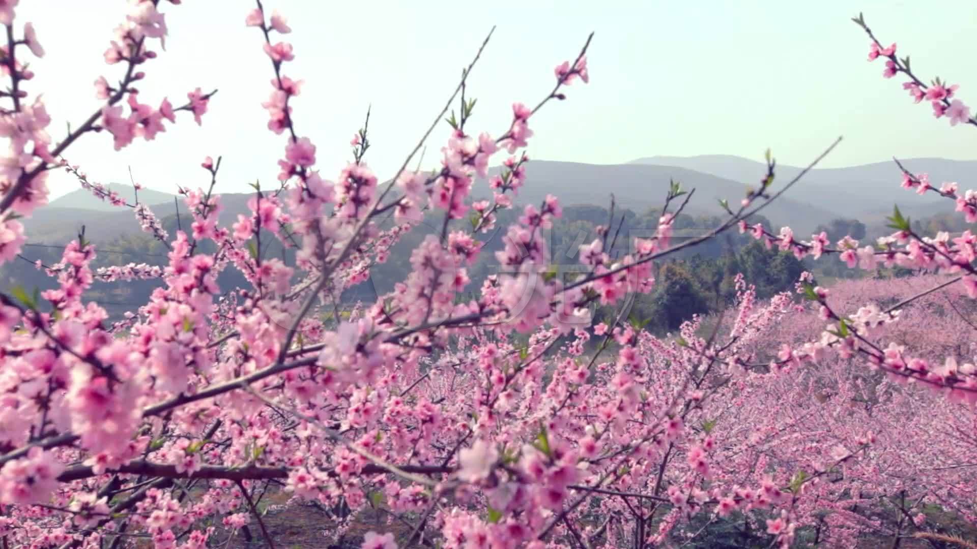 漫山遍野花海_1920X1080_高清视频素材下载(编号:3802227)_舞台背景_VJ师网 www.vjshi.com