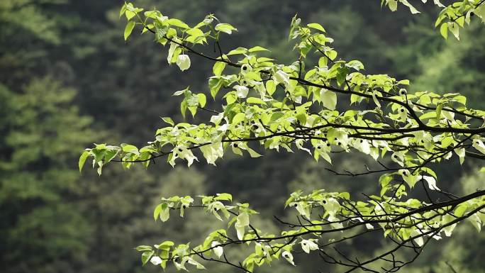 鸽子花珙桐树树林森林生态自然