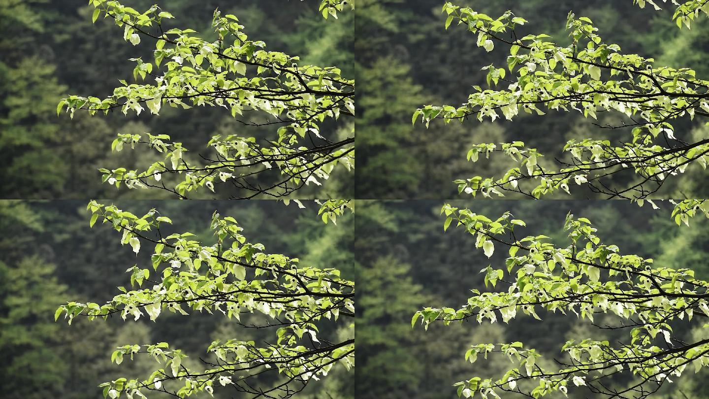 鸽子花珙桐树树林森林生态自然