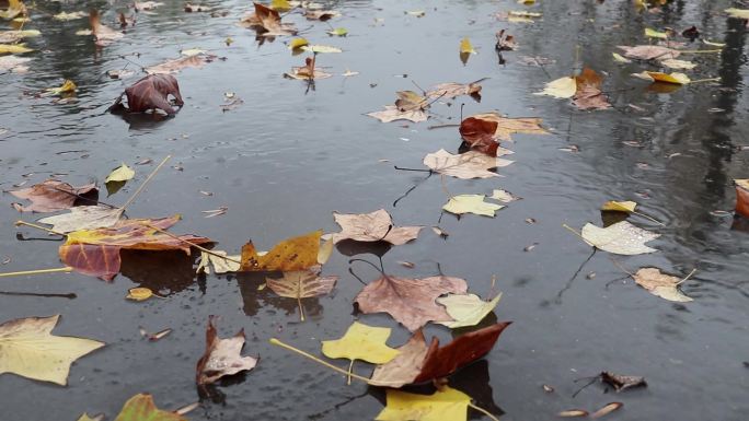 秋雨、满地落叶