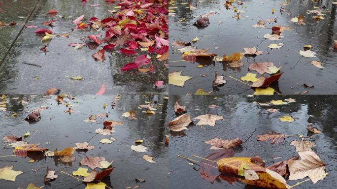 秋雨、满地落叶