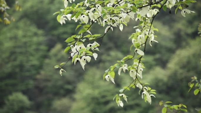 鸽子花珙桐树树林森林生态自然