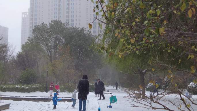 雪花飘落唯美初雪雪景雨夹雪初冬景色