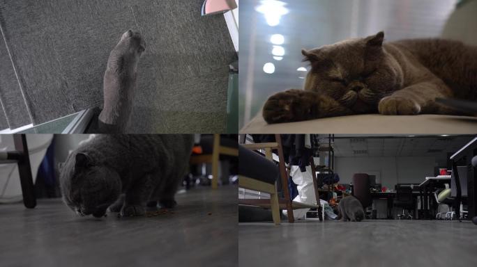 办公室宠物猫特写抓拍视频素材（1）
