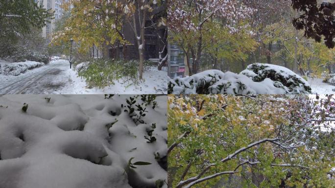下雪雪花飘落唯美初雪雪景雨夹雪初冬景色