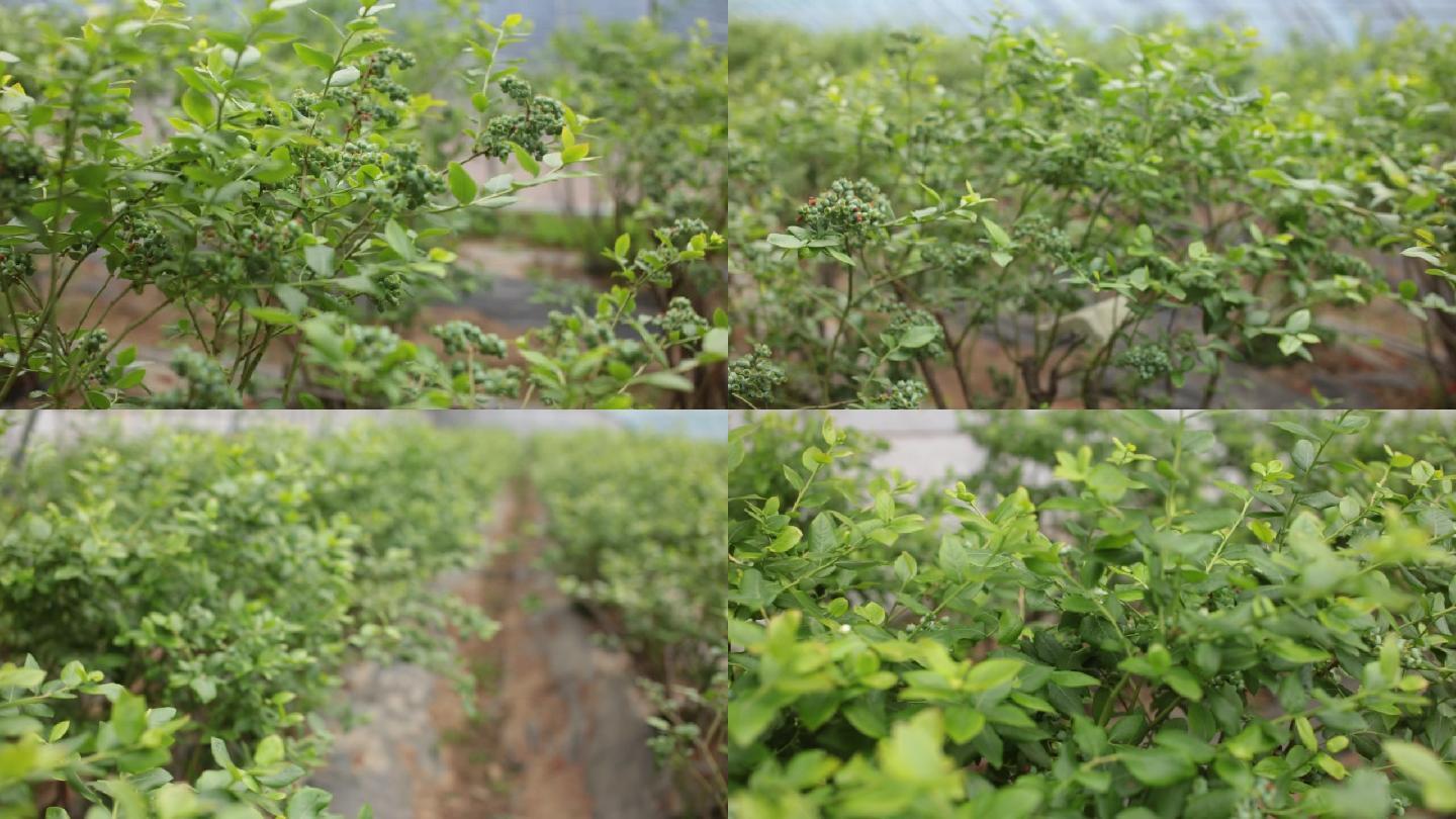 种植  蓝莓 大棚 乡村振兴 扶贫产业