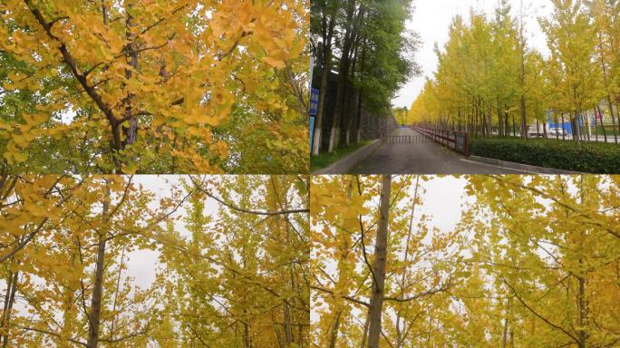 秋天立秋季节下的银杏树和银杏树叶风景风光
