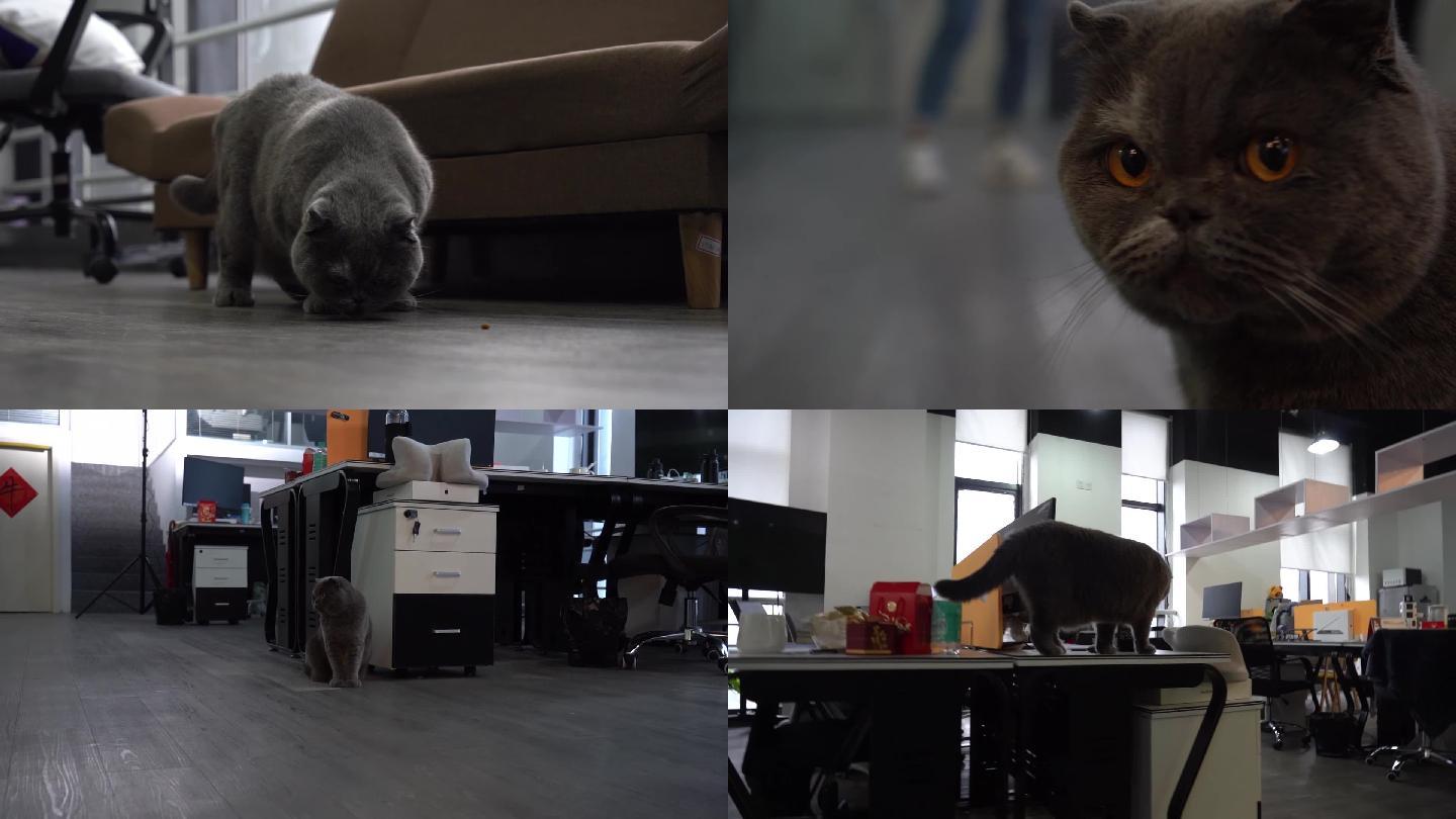 办公室宠物猫特写抓拍视频素材（2）