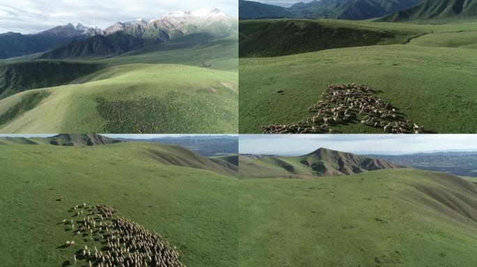 祁连山草原羊群实景航拍