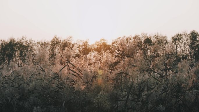 夕阳下的芦苇