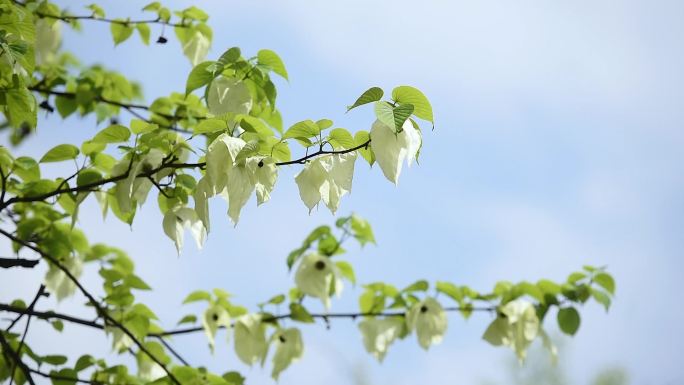 鸽子花特写珙桐树树林森林生态自然