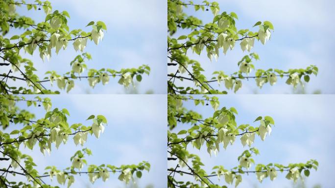 鸽子花特写珙桐树树林森林生态自然