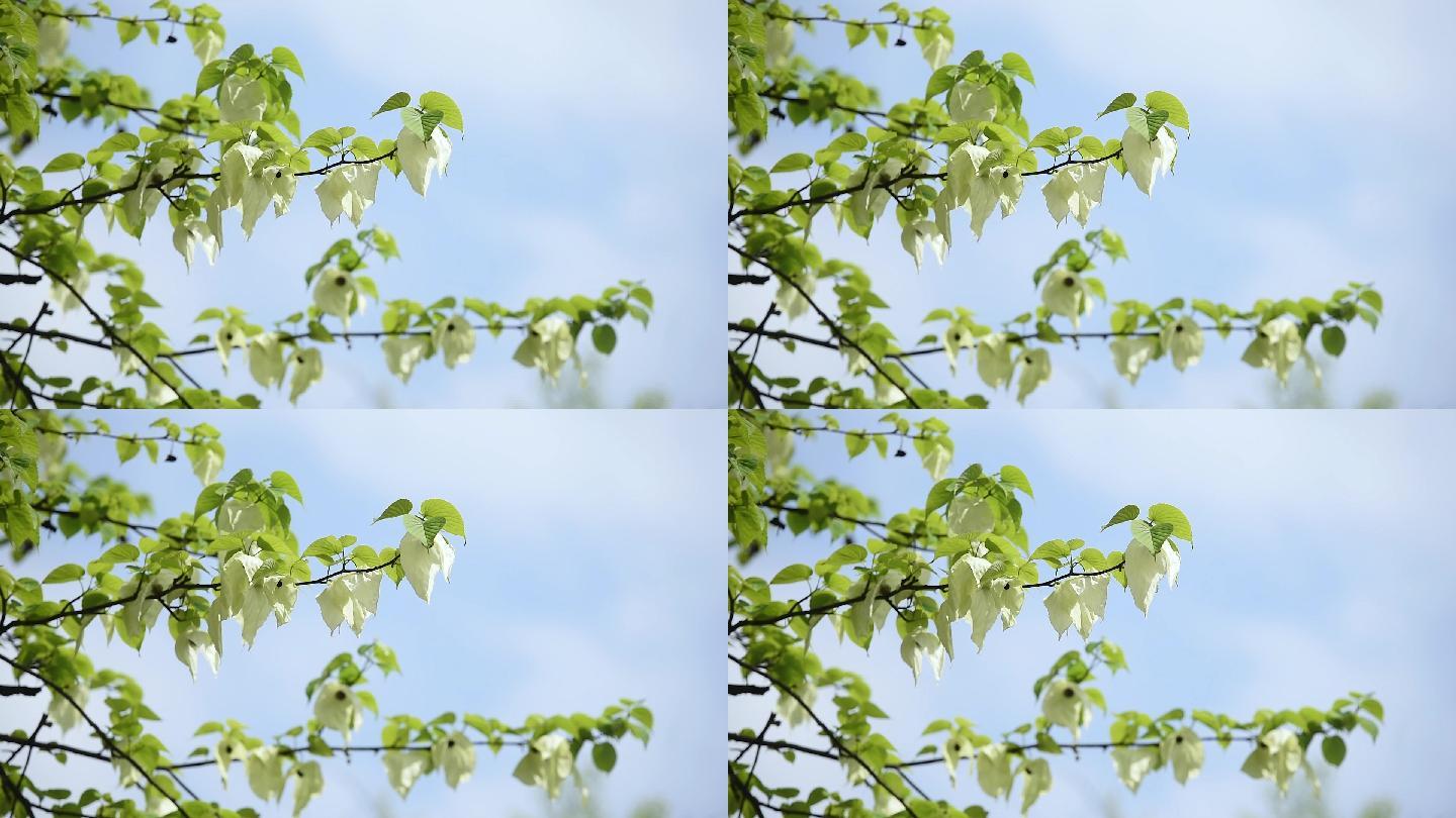 鸽子花特写珙桐树树林森林生态自然