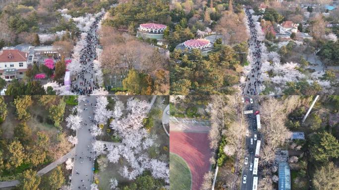 青岛中山公园春天樱花节