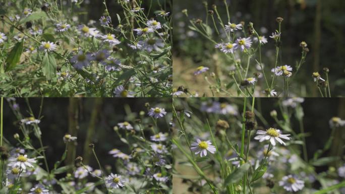 野花 雏菊 菊花 野地 杂草 生命力