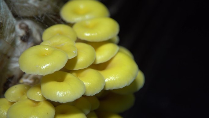 黄蘑 棚拍 鲜蘑 蘑菇