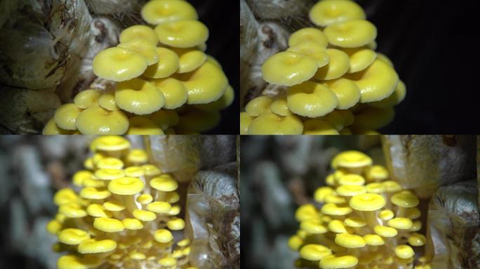 黄蘑 棚拍 鲜蘑 蘑菇