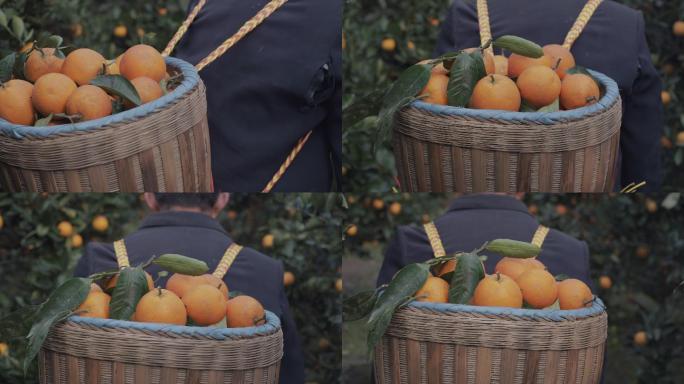 农民背着装满柑橘的竹篓在果园行走