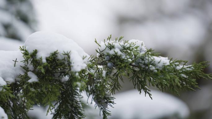 冬天，古建筑雪景，松树积雪，雪松特写