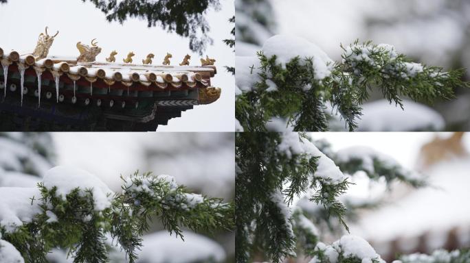 冬天，古建筑雪景，松树积雪，雪松特写