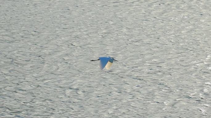 一只白鹭在水面飞翔