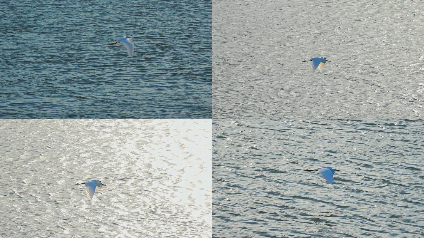 一只白鹭在水面飞翔