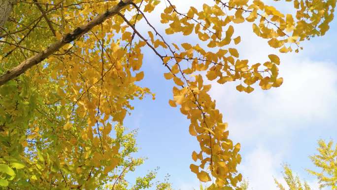 金黄色银杏-阳光下的树叶-秋日阳光