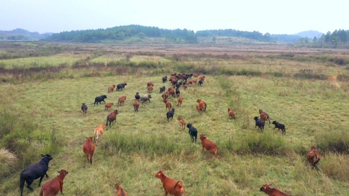牛群在草地上奔跑吃草