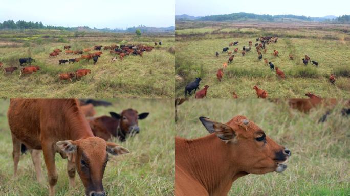 牛群在草地上奔跑吃草