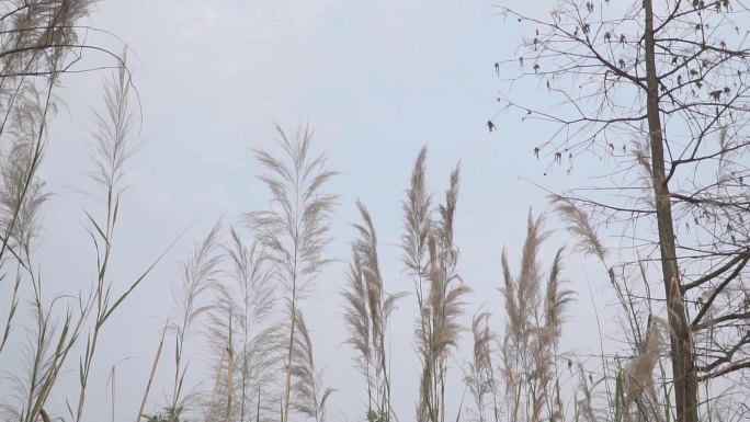 夕阳下的余晖风吹芦苇草