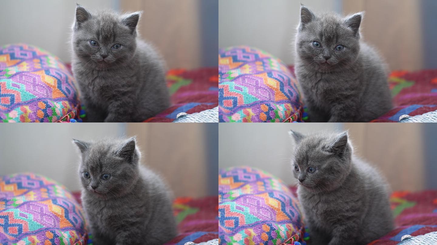 一只可爱的蓝灰色英短宠物幼猫特写，小奶猫