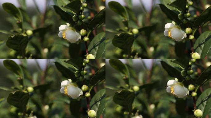 江南浙江冬天茶树茶园茶场茶山茶花开花特写