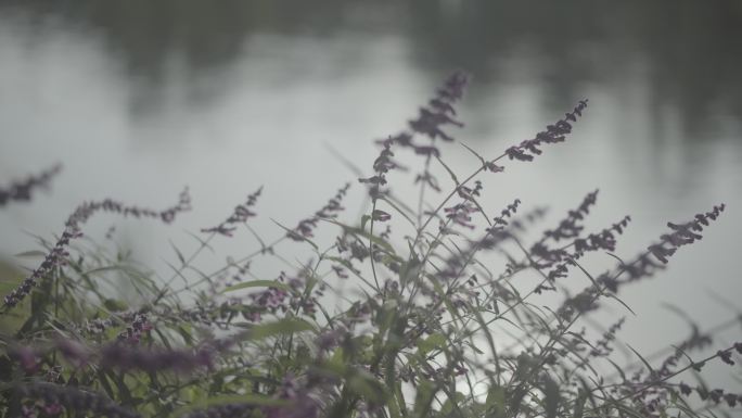 湖边紫藤花 紫色花藤