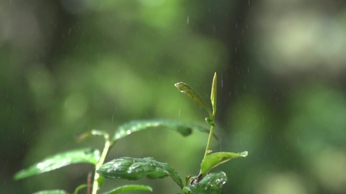 雨中野山茶