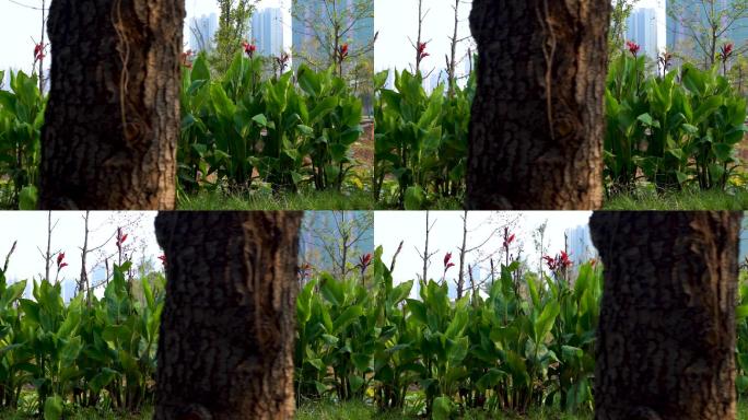公园中的红花绿叶大树一片生机06