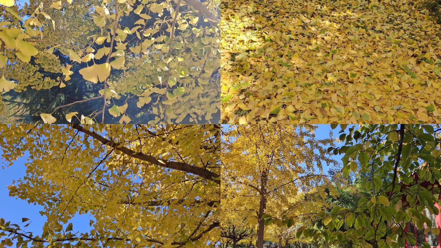 【原创】城市公园满地金黄树叶