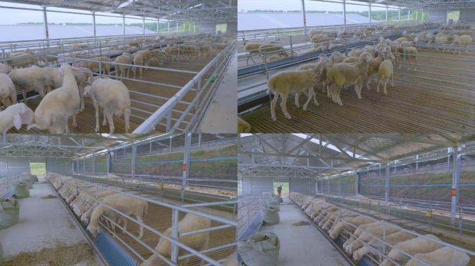 拍摄 山羊养殖基地
