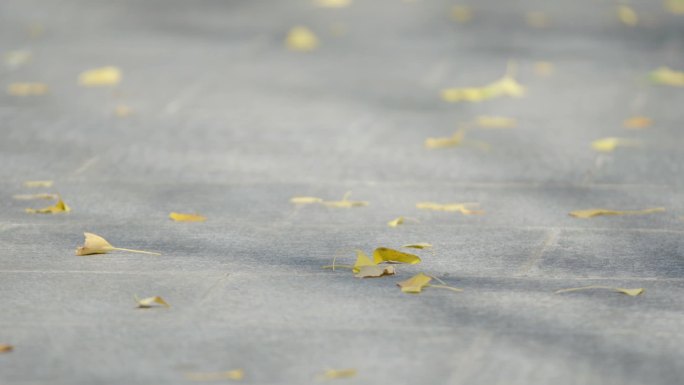 4K秋天金黄色的银杏树叶